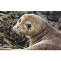 K1705: Harbor seal (Phoca vitulina) at Vatnsnes...