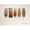 Plant Drawings From Indian Cotton Printers Book...