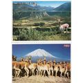 Arequipa Peru 2x Camel Postcard s
