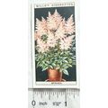 1925 Wills Flower Culture in Pots No. 45 Spiraea