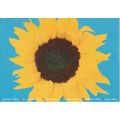 GB postcard 1995 - Sunflower