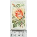 1926 Wills Roses No. 28 Lady Roberts