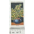 1925 Wills Flower Culture in Pots No. 36 Orange