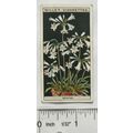 1925 Wills Flower Culture in Pots No. 35 Nerine