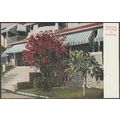 23 Foot High Poinsettia in California, c.1905 -...