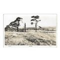 Milford. Devon, RP Postcard.