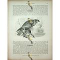 Marsh Harrier, Natural History Book Illustratio...