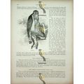 Goshawk, Natural History Book Illustration, 1896