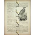 Sparrow-Hawk, Natural History Book Illustration...