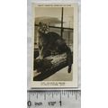 1926 Pattreiouex Real Photos Animals No. CA17 -...