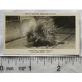 1926 Pattreiouex Real Photos Animals No. CA11 -...