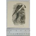 Vintage engraving: Swallow-tailed kite