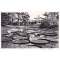 Bogor Indonesia Istana Gardens Real Photo Old P...