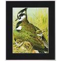 Lapwing Mounted Bird Picture Print Black Mount ...