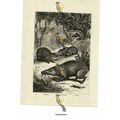 Tendrac, Telfair's Tendrac & Tanrec, Book Illus...