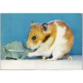 Animal - Golden Banded Hamster - Dixon postcard...