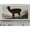 Neilson's Interesting Animals card No. 48 Alpaca
