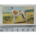 1936 Gallaher Dogs 1st Series No. 37 The Greyhound