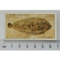 1935 Players Sea Fishes No. 48 Common Sole