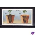 WILLS - 1938 GARDEN HINTS No 48 Potting Plants ...