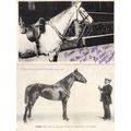 Jabes La France Chevaline 1909 Race Horse Antiq...