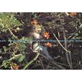 D027898 Wild Life. Dierelewe. Vervet Monkey eat...