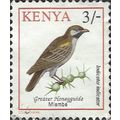 KENYA, BIRD, Greater Honeyguide, Indicator indi...