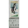 1958 Swettenham tea card Wild Animals No. 24 Pe...