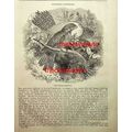 Papuan Frogmouth (Podargus papuensis), Book Ill...