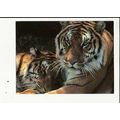 BENGAL TIGERS Athena Postcard (E1000445)