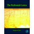 Prefrontal Cortex