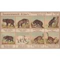 Zoological Atlas From Teddy Bear Collection 190...