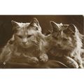 PC18212 Old Postcard. Cats. 1915