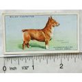 1937 Wills Dogs No. 11 Pembrokeshire Welsh Corgi