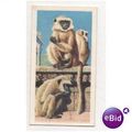 1962 Brooke Bond Tea card Asian Wild Life No.5 ...