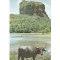 Rock Fortress Sigiriya Sri Lanka Postcard unuse...