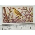 1920s Lente card No. 61 Tjiftjaf, warbler