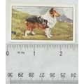1936 Gallaher Dogs 1st Series No. 16 Collie