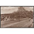 Wild Ponies near Lyndhurst, Hampshire, 1959 - R...