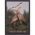 GREAT BLUE HERON - EVERGLADES NATIONAL PARK - N...