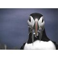 Posta: Europa: Endangered National Wildlife