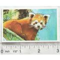 Brooke Bond Going Wild No. 20 Red Panda, Wildli...