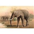 AFRICAN ELEPHANT 1894 Mammal - Pierre Jacques S...