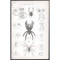ARACHNIDA 1880 House Spider - Cheese Mite VICTO...