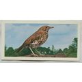 1976 Craven Black Cat British Birds card No. 12...