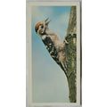 1976 Craven Black Cat British Birds card No. 2 ...