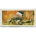 1976 Craven Black Cat British Birds card No. 9 ...