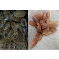 20 ADULT Woodlice, Giant Orange & Dairy Cow Iso...