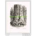 GRIZZLY GIANT, CALIFORNIA, USA, BOOK ILLUSTRATI...