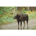 Mousse in James Street Forest Kodak Orillia Fis...